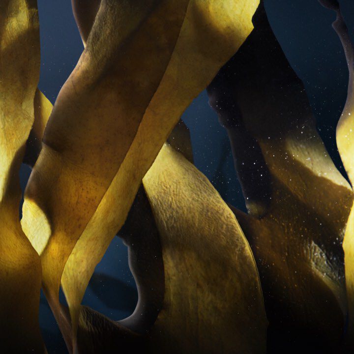 ソワン ノワール セラム ファンデーション - ファンデーション